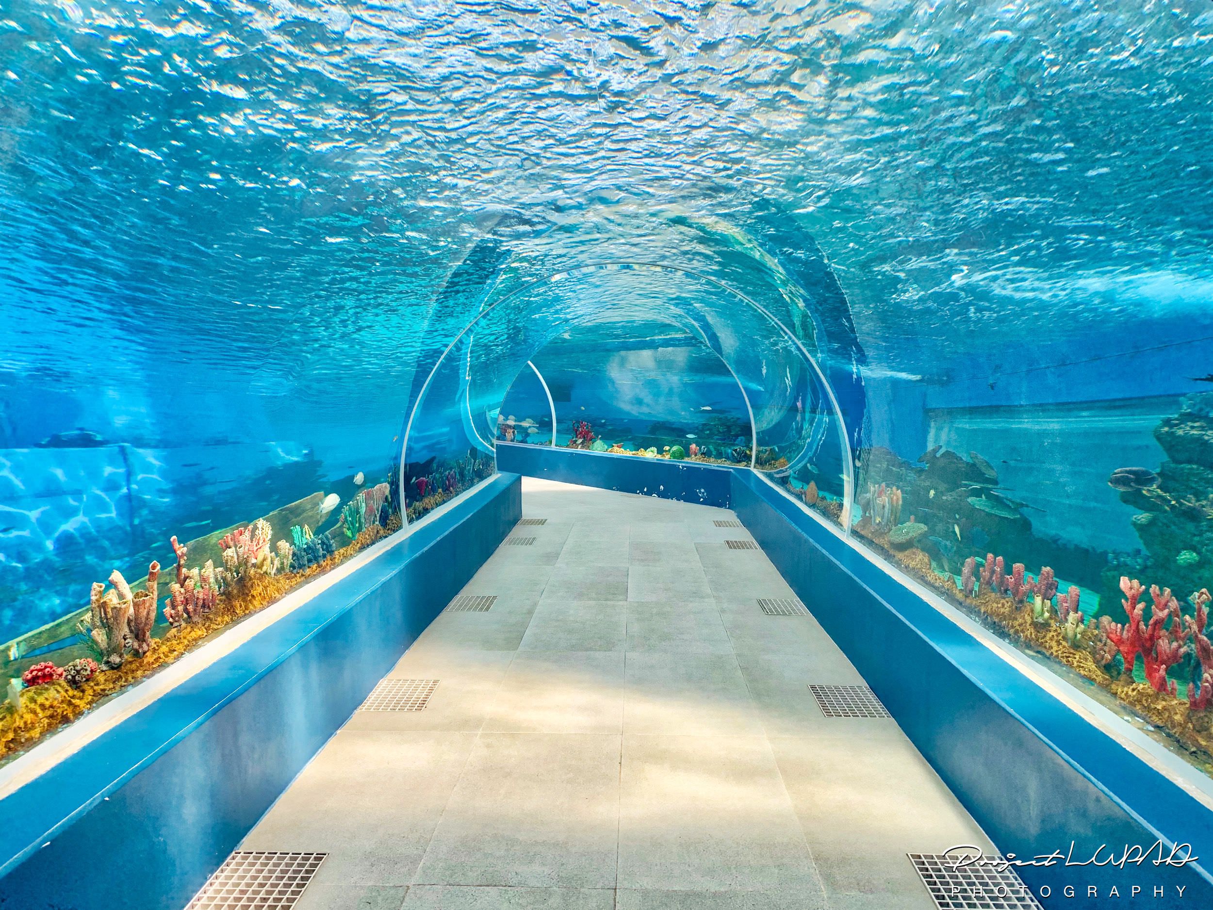 Cebu Ocean Park S Largest Oceanarium In The Country