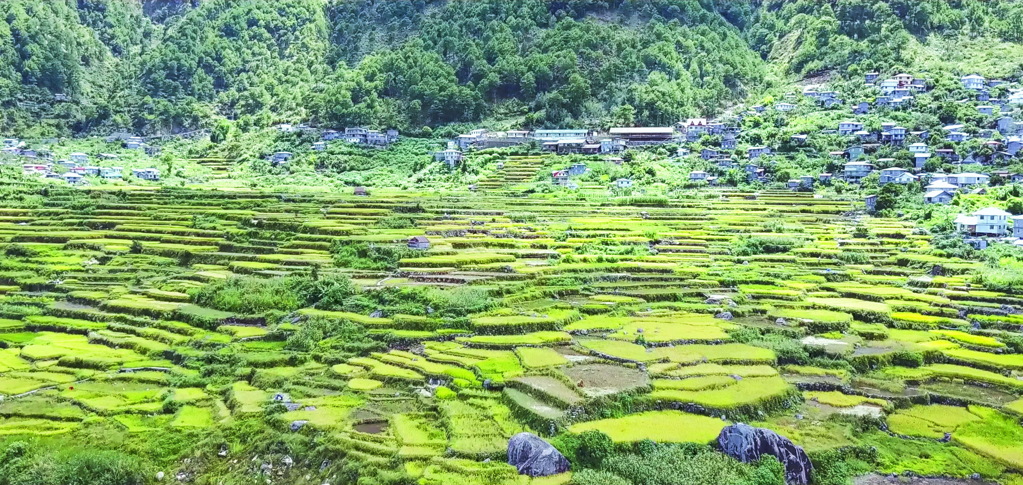 VIDEO: Sagada Rice Terraces Aerial Tour