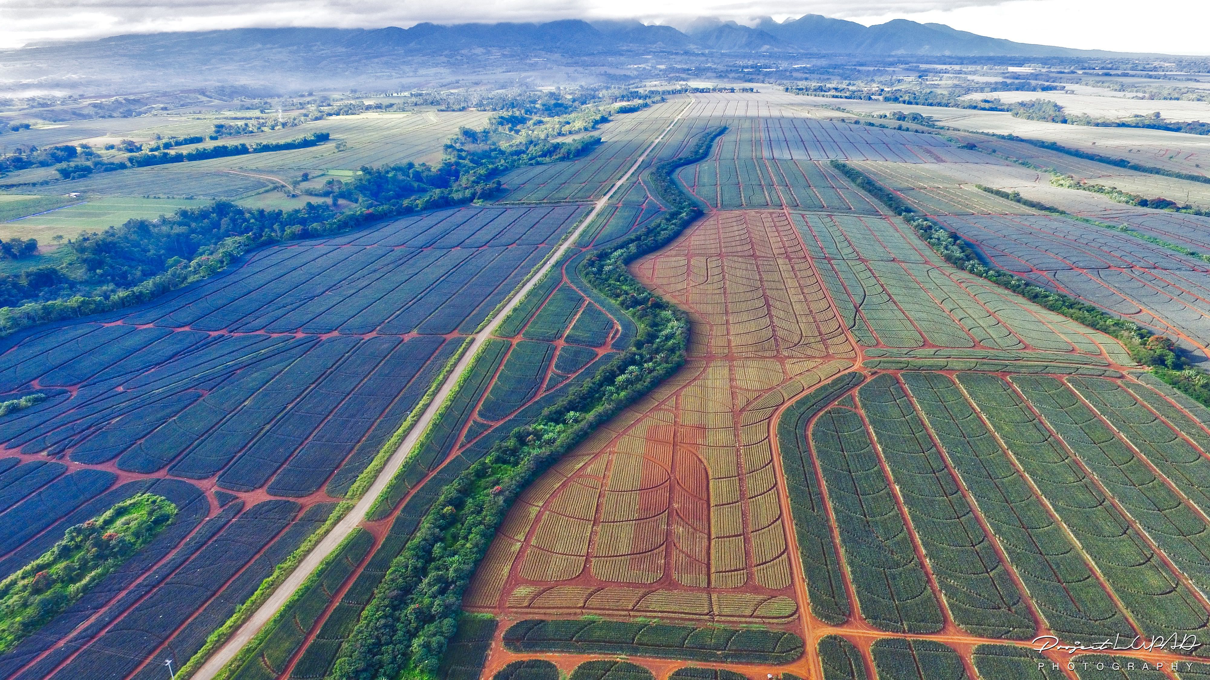 photos-world-class-del-monte-pineapple-plantation-from-above